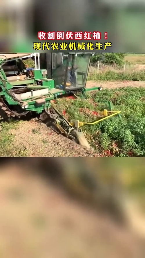 收割倒伏西红柿 现代农业机械化生产